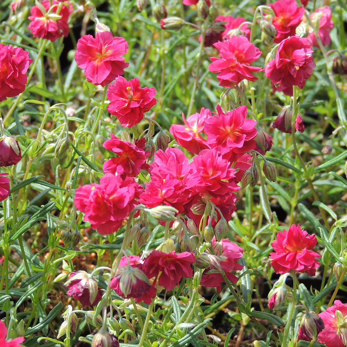 Helianthemum nummularium 'Cerise Queen'